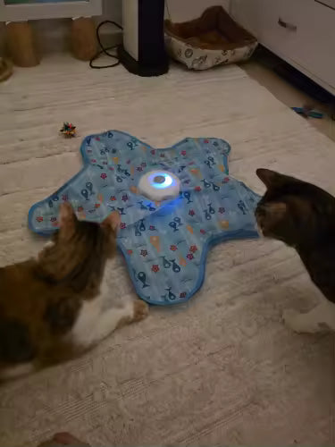 CatMat™ - Interaktywna mata dla kota - polowanie w domu 🐾